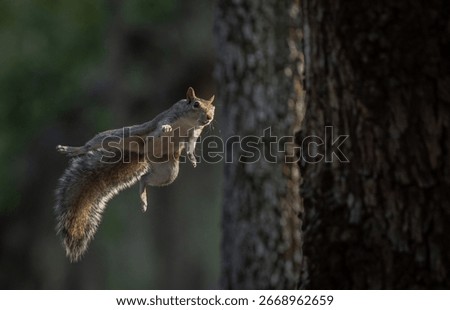 A gray squirrel jumping from a tree 