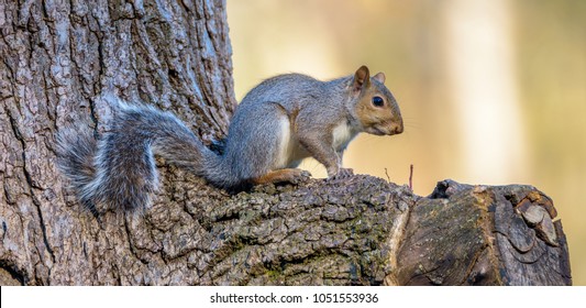 灰色のリス の画像 写真素材 ベクター画像 Shutterstock