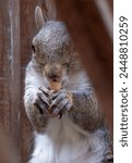 A Gray Squirrel on the backyard deck                               