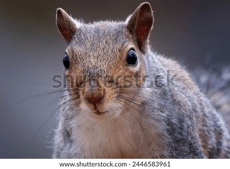 A Gray Squirrel on the backyard deck                               