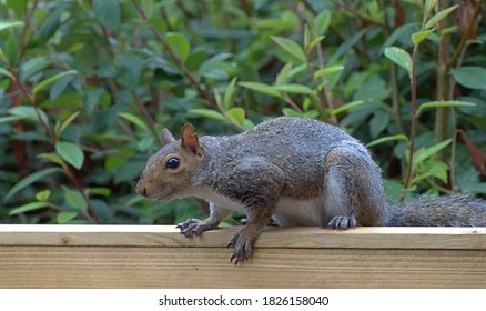 Gray Squirrel On Garden Fence