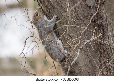 gray squirrel on the side of a tree