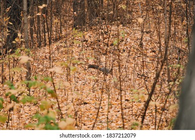 Gray squirrel on a tree