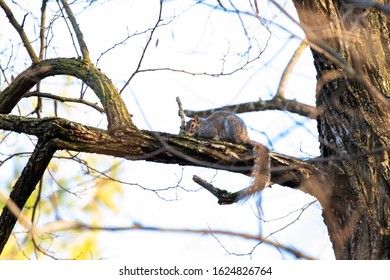 gray squirrel on a tree branch