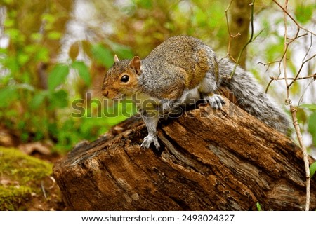 Similar – Eating squirrel in a sunny tree