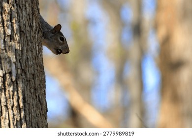 Gray squirrel peeks from tree trunk while eating a nut
