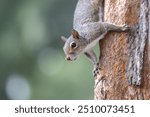 A gray squirrel perched in the tree