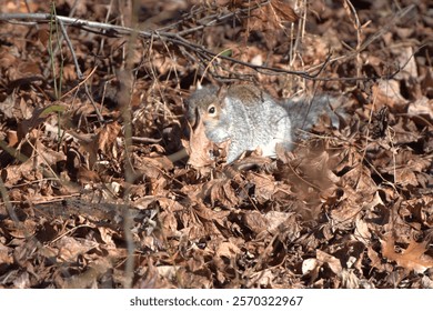 Gray Squirrel playfully posing in the autumn leaves