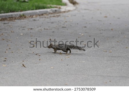 gray squirrel running across paved road in autumn (seasonal)