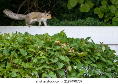 Gray Squirrel Running Along Fence  