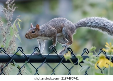 Gray Squirrel Running Along Fence  