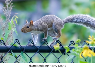 Gray Squirrel Running Along Fence  