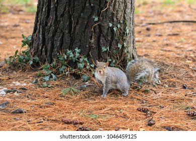 gray squirrel (Sciurus carolinensis)