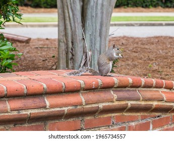Gray Squirrel or Sciurus Carolinensis eating a fresh acorn nut on a brick ledge in a residential area.