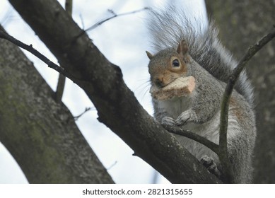A gray squirrel sits among tree branches while holding a piece of sandwich in its mouth, illustrating urban wildlife and opportunistic feeding behavior