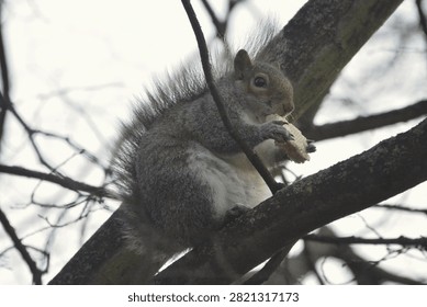 A gray squirrel sits on a tree branch while holding and eating a piece of sandwich, showing opportunistic feeding behavior among urban wildlife