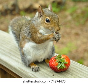 3,533 Squirrel eating fruit Images, Stock Photos & Vectors | Shutterstock