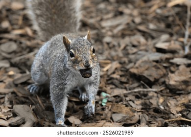 A gray squirrel stands on a forest floor with an acorn in its mouth, surrounded by dry leaves and bark.