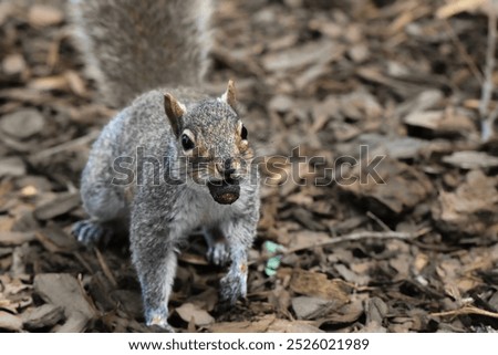 A gray squirrel stands on a forest floor with an acorn in its mouth, surrounded by dry leaves and bark.