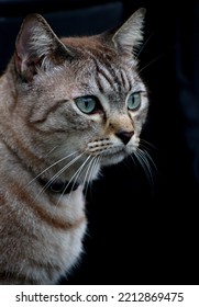 Gray brown​ tabby​ staring with suspicion​