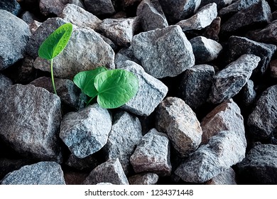 Gray stones and green plant sprout. Natural background. The concept of will and desire for life. - Shutterstock ID 1234371448