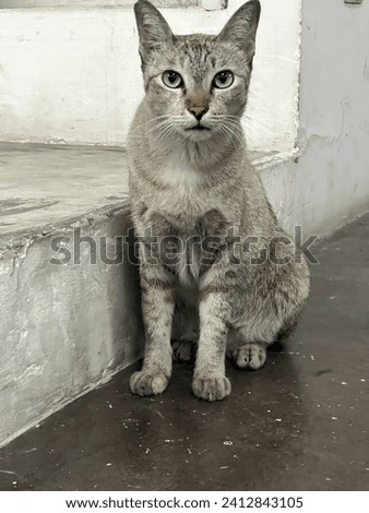 A gray stray cat lives in the basement parking lot of a building. There are employees who come to park and take turns buying cat food to leave with the security guards.