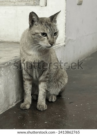A gray stray cat lives in the basement parking lot of a building. There are employees who come to park and take turns buying cat food to leave with the security guards.