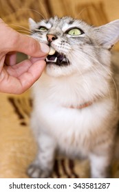 Gray Striped Cat Eats A Pill From The Hand Of The Owner