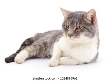 Gray and white cat Images, Stock Photos & Vectors | Shutterstock