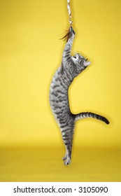 Gray Striped Cat  Jumping Attacking Toy.