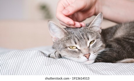 The gray striped cat lies in bed on the bed with woman's hand on a gray background. The hostess gently strokes her cat on the fur. The relationship between a cat and a person. Selective focus - Powered by Shutterstock