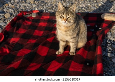 Gray striped cat portrait. The cat is sitting on a red blanket on the sea beach and looks into the camera. The concept of relaxation, travel. A sly look, squinted at the sun. A warm summer evening