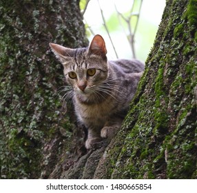 125 Fork tail cat Images, Stock Photos & Vectors | Shutterstock