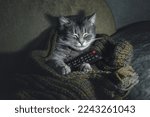 Gray striped cat sleeping on couch with TV remote control. Sleeping cute cat wrapped in a scarf with remote control in his paws, lying on the couch. Funny animals, funny cats. 