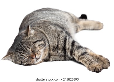 Gray Striped Cat Sleeping On A White Background. Isolated.