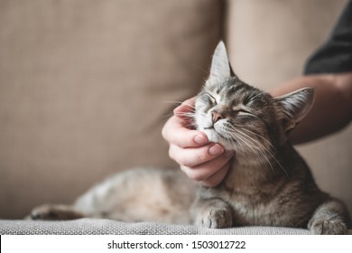 gray striped cat with woman's hand on a brown background. World Pet Day.