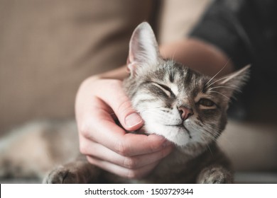 Gray Striped Cat With Womans Hand On A Brown Background. World Pet Day. 