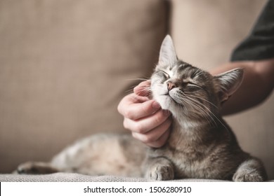 gray striped cat with womans hand on a brown background. World Pet Day.  - Powered by Shutterstock