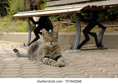 A Gray Striped Contented Cat Lies On A Stone Block In Israel And Looks At The Camera