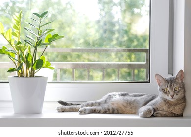A gray striped domestic cat lies on the windowsill next to the Zamioculcas Zamiifolia flower in a white pot. The interior of a modern apartment in a Scandinavian style. Image for veterinary clinics