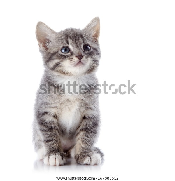 Chaton Raye Gris Chaton Raye Aux Photo De Stock Modifiable