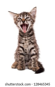 gray striped kitten with shock grimace isolated white