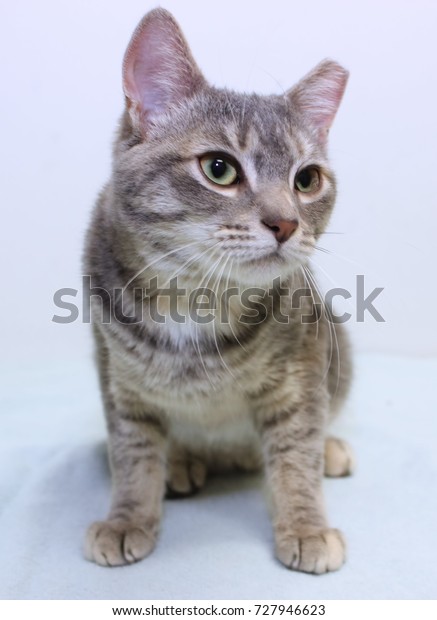 gray striped tabby