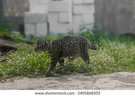 The Gray stripped cat is walking outside on a summer day. A beautiful pet.