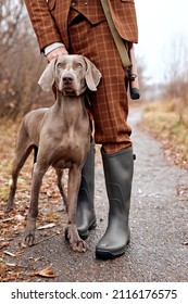 Gray Strong Nice Hunting Dog Weimaraner Waiting To Get Command From Handsome Caucasian Gamekeeper Owner Man In Trendy Stylish Brown Suit, Walking In Rural Area Place. Outdoor Portrait.