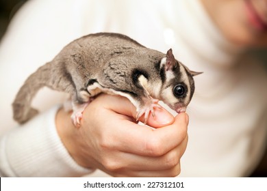 Gray Sugar Glider. Petaurus Breviceps, Arboreal Gliding Possum Seats On Woman Hand, Macro Photo With Selective Focus