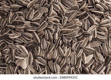 Gray sunflower seeds. Top view. Background, texture