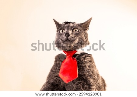 gray surprised scared cat in a wizard's hat and red tie looks down. Diplomatic attitude. Hopelessness