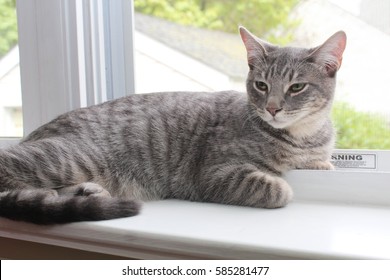 Grey Tabby Cat Images Stock Photos Vectors Shutterstock