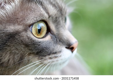 Gray tabby cat with big sick eyes close-up, glaucoma, tumor. 